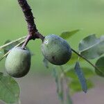 Sclerocarya birrea Плод