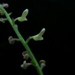 Scutellaria discolor 整株植物