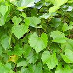 Vitis vulpina 叶