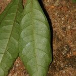 Eumachia sciadephora Лист