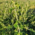 Solanum arundo Yeri