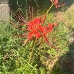 Lycoris radiata Květ