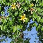 Ceiba insignis Квітка
