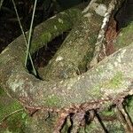 Gnetum leyboldii Bark