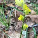 Polygala flavescens फूल