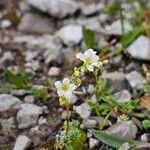 Saxifraga caesia Blüte