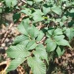 Ulmus carpinifolia Feuille