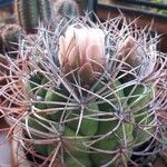 Gymnocalycium saglionis Leaf