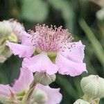 Rubus ulmifolius Çiçek