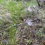 Lithophragma glabrum Plante entière