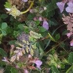 Teucrium chamaedrysList