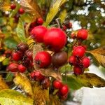 Crataegus persimilis Fruit