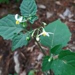 Solanum nigrum Levél