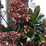 Skimmia japonica Hábito