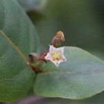 Psorospermum febrifugum Blüte
