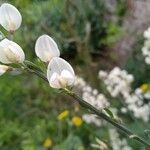 Cytisus multiflorus Flower