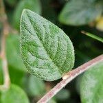 Cotoneaster franchetii برگ