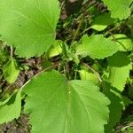 Xanthium orientale Foglia