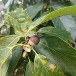 Quercus glauca Ffrwyth