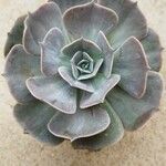 Echeveria lilacina Lapas