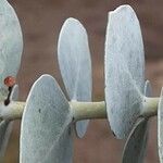 Eucalyptus pulverulenta Blad