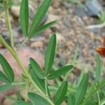 Crotalaria pumila Folha