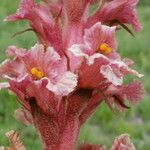 Orobanche elatior फूल