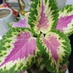 Amaranthus tortuosus 葉