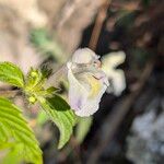 Galeopsis segetum Flower