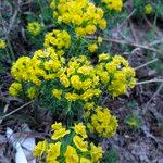 Euphorbia cyparissias Flor