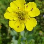 Potentilla grandiflora Flower