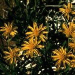 Arnica mollis عادت