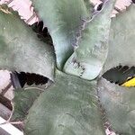 Agave salmiana Leaf