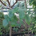 Brachychiton bidwillii Lapas