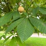 Aesculus indica Fruit