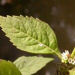 Lycopus virginicus Leaf