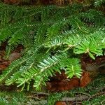 Abies nebrodensis Alia