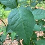Prunus virginiana List