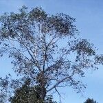 Ficus racemosa Pokrój