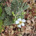 Chamaebatia foliolosa Habitus