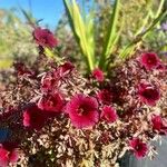Hibiscus acetosella Φύλλο