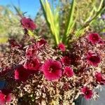 Hibiscus acetosella Folha