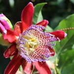 Passiflora alata फूल
