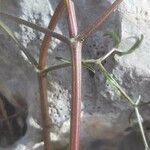 Ptychotis saxifraga 樹皮