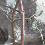 Ptychotis saxifraga Ekosanga