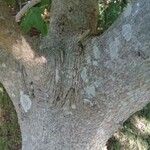 Aesculus carnea 樹皮