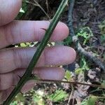 Rubus allegheniensis बार्क (छाल)