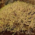 Euphorbia balsamifera (Other)