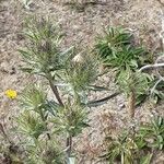 Carlina vulgaris 花
