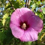 Hibiscus syriacusফুল